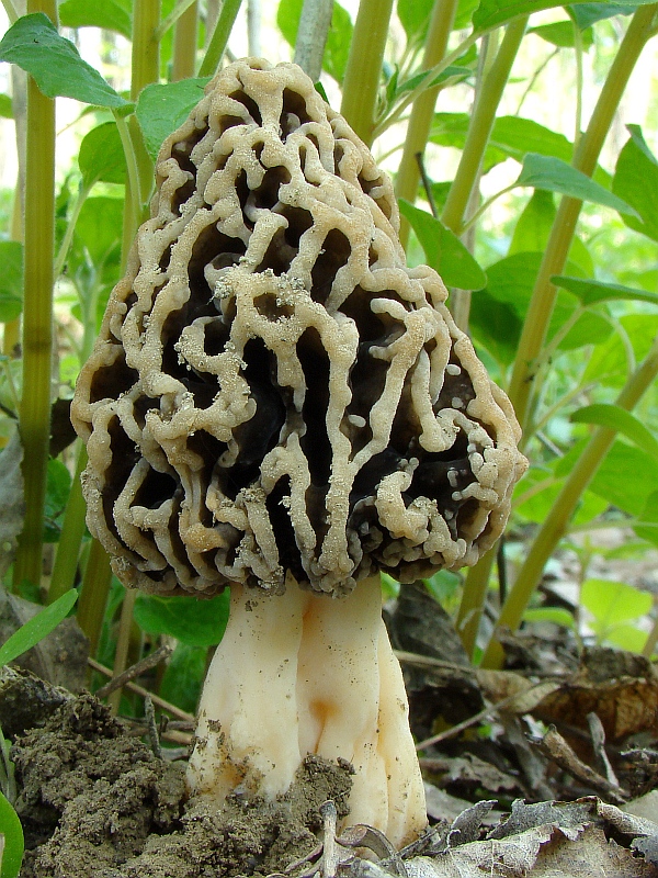 smrčok jedlý Morchella esculenta (L.) Pers.