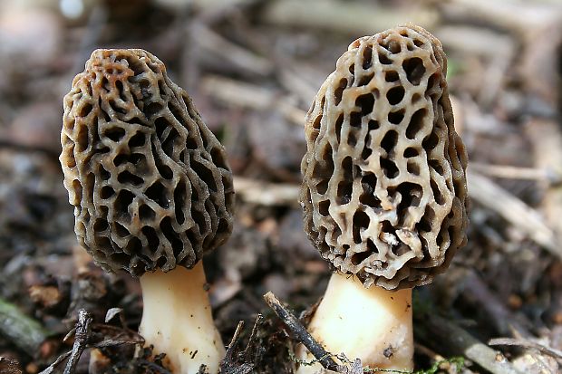 smrčok jedlý Morchella esculenta (L.) Pers.