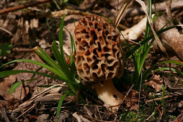 smrčok jedlý Morchella esculenta (L.) Pers.