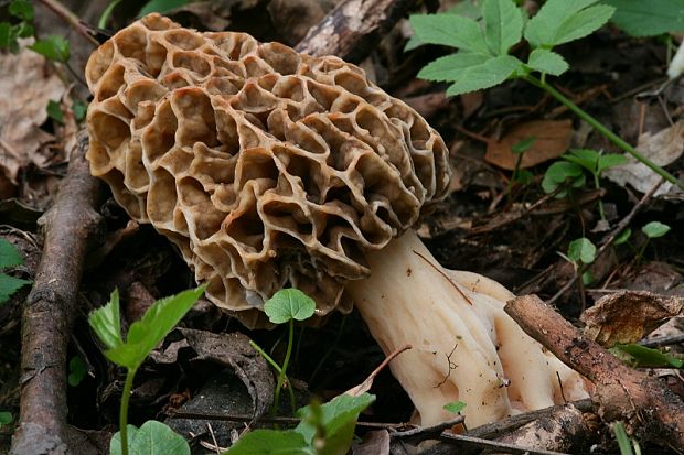 smrčok jedlý Morchella esculenta (L.) Pers.