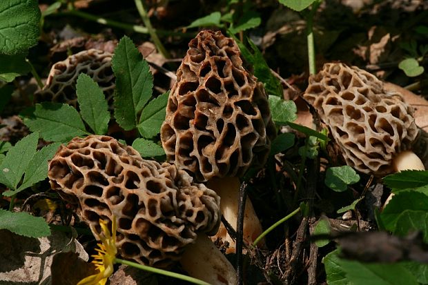 smrčok jedlý Morchella esculenta (L.) Pers.