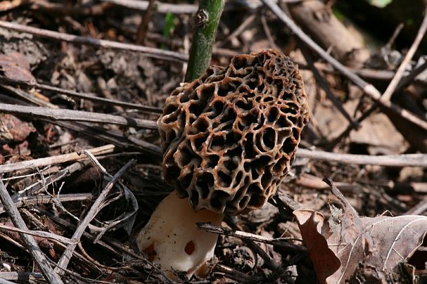 smrčok jedlý Morchella esculenta (L.) Pers.