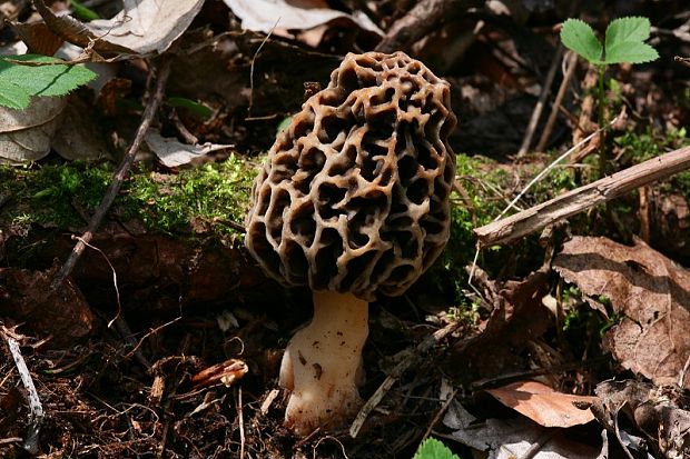 smrčok jedlý Morchella esculenta (L.) Pers.