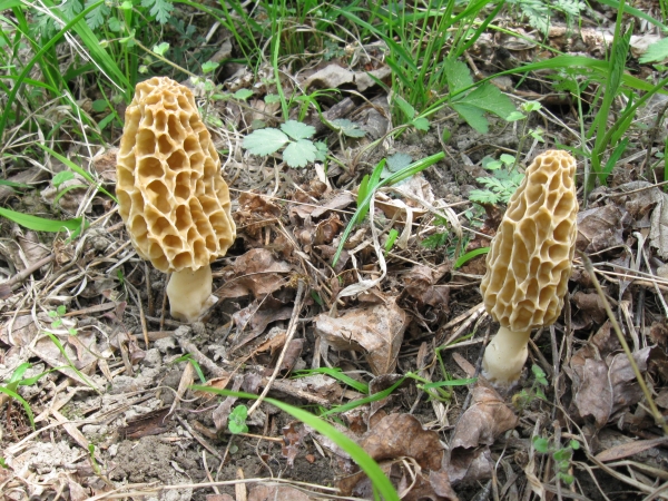 smrčok jedlý Morchella esculenta (L.) Pers.