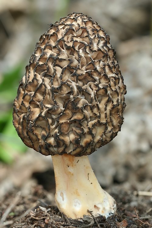 smrčok jedlý Morchella esculenta (L.) Pers.