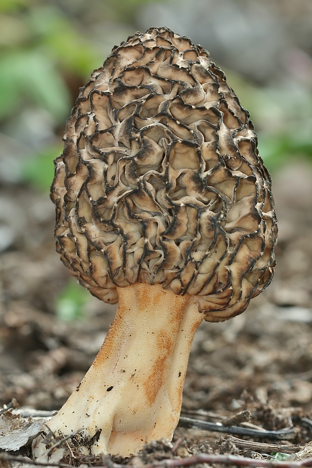 smrčok jedlý Morchella esculenta (L.) Pers.