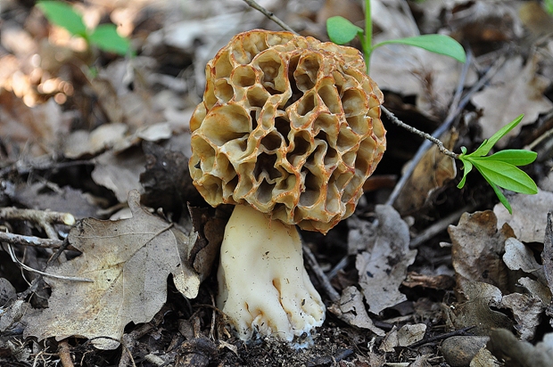 smrčok jedlý Morchella esculenta (L.) Pers.