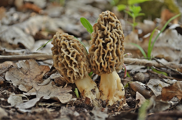 smrčok jedlý Morchella esculenta (L.) Pers.