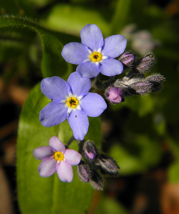 nezábudka Myosotis sp.