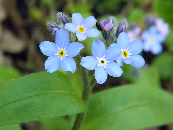 nezábudka Myosotis sp.