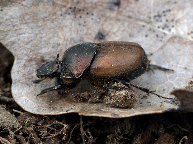 lajniak  Onthophagus coenobita Herbst, 1783