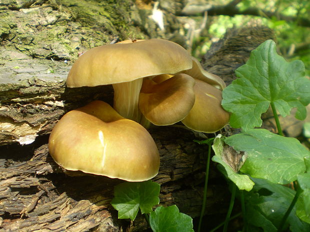 hliva lievikovitá Pleurotus cornucopiae (Paulet) Rolland