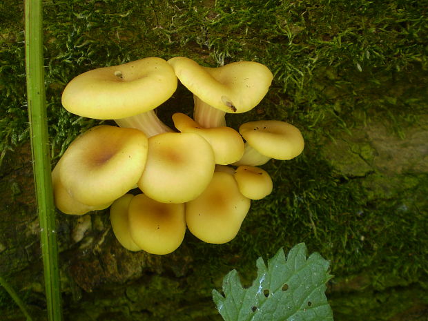 hliva lievikovitá Pleurotus cornucopiae (Paulet) Rolland