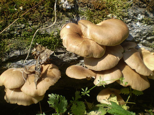 hliva lievikovitá Pleurotus cornucopiae (Paulet) Rolland