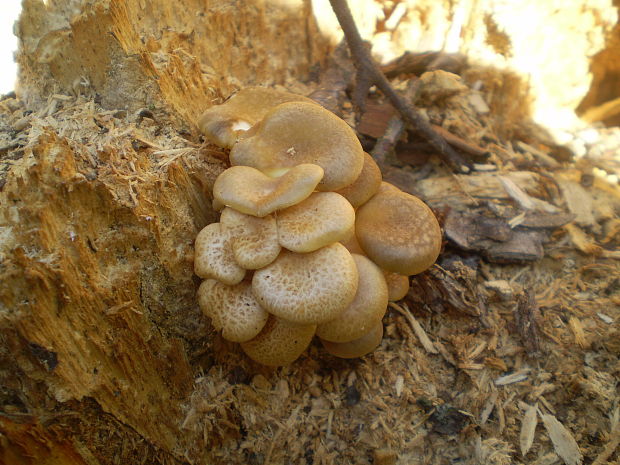 hliva buková? Pleurotus pulmonarius?