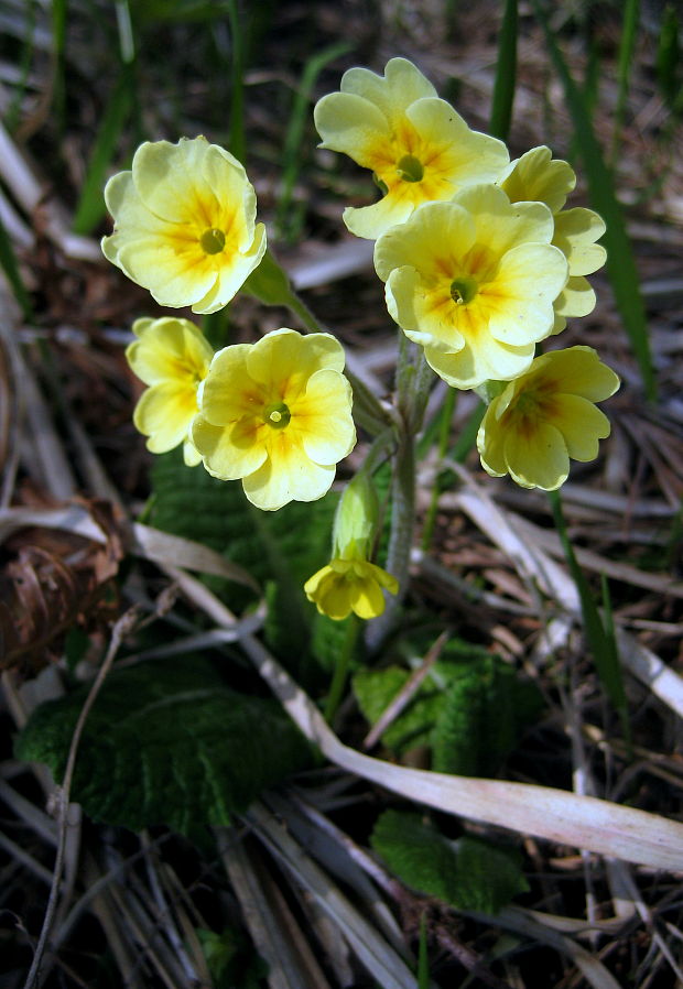 prvosienka jarná Primula veris L.