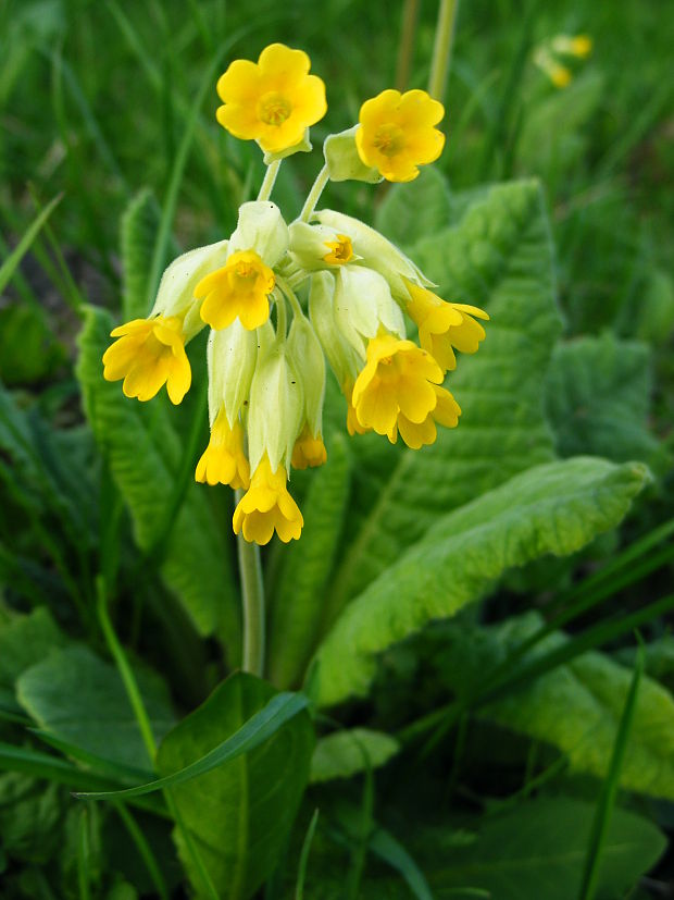 prvosienka jarná Primula veris L.