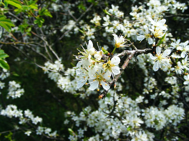 trnka obyčajná Prunus spinosa L.