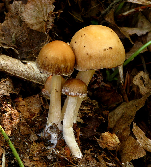 drobuľka Psathyrella sp.