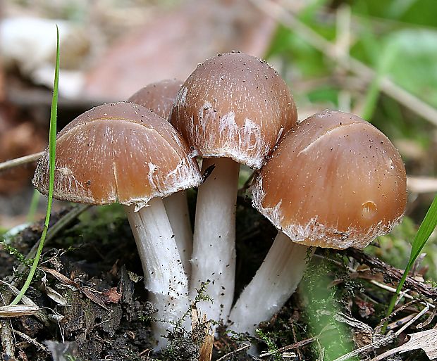 drobuľka hnedosivá Psathyrella spadiceogrisea (Schaeff.) Maire