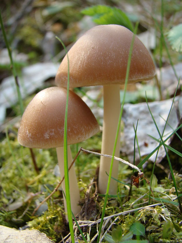 drobuľka hnedosivá Psathyrella spadiceogrisea (Schaeff.) Maire