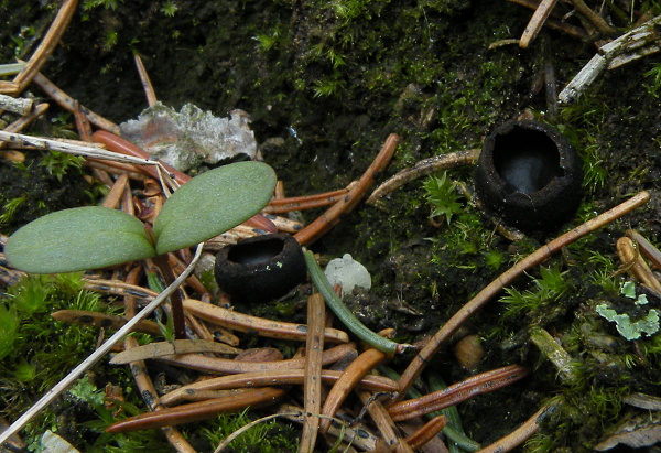 misôčka černastá Pseudoplectania nigrella (Pers.) Fuckel