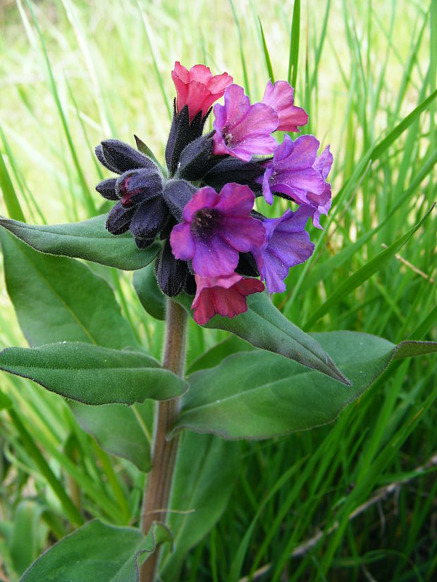 pľúcnik mäkký Pulmonaria mollis Wulfen ex Hornem.