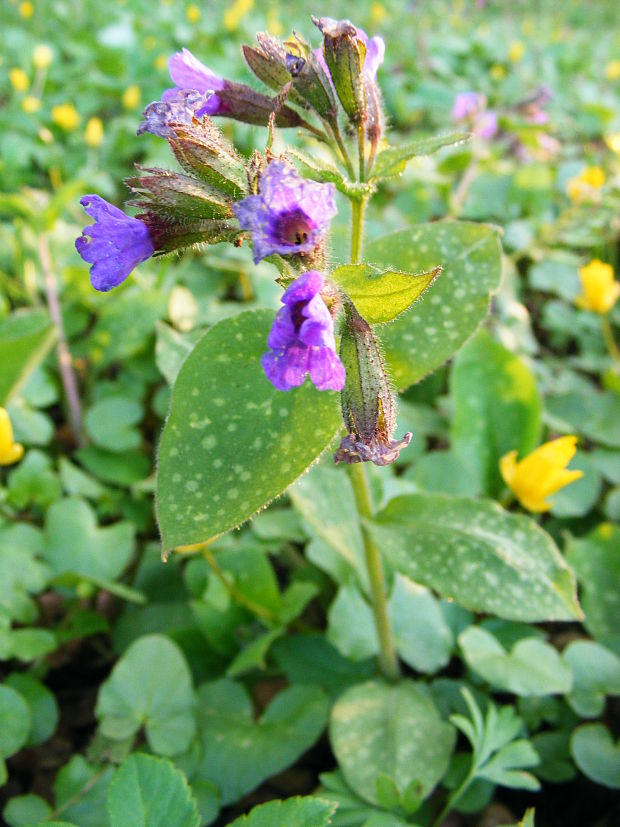 pľúcnik lekársky Pulmonaria officinalis L.