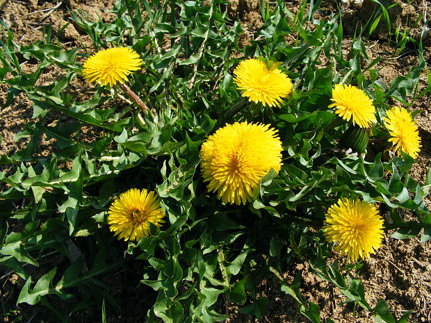 púpava lekárska Taraxacum officinale (L.) Weber ex F.H.Wigg