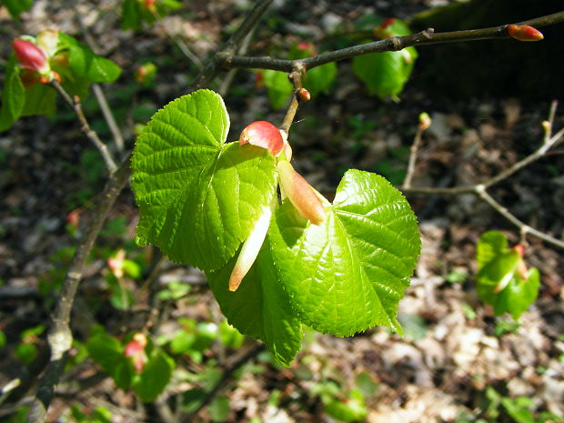 lipa malolistá Tilia cordata Mill.