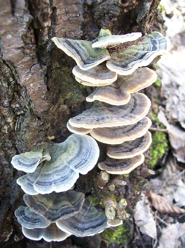 outkovka pestrá Trametes versicolor (L.) Lloyd