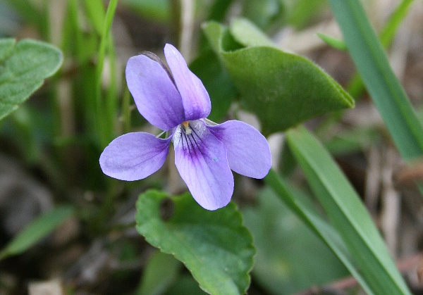 fialka lesná Viola raichenbachiana