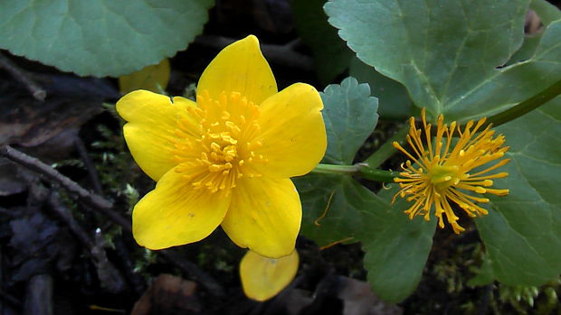 záružlie močiarne Caltha palustris L.