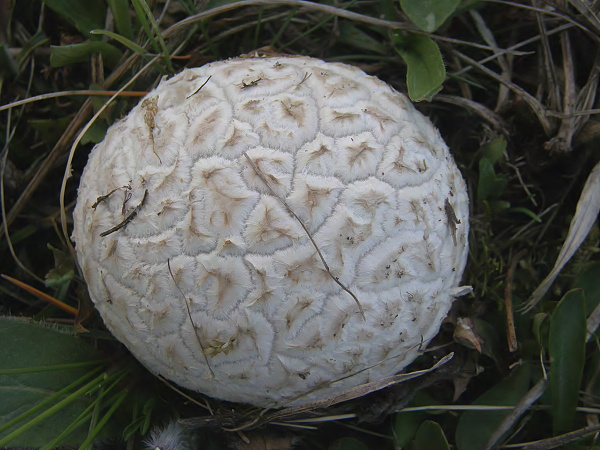 pýchavka dlabaná Calvatia utriformis (O.F. Müll.) Sw. (1815)