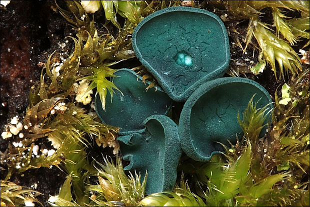 zelenica Chlorociboria sp.