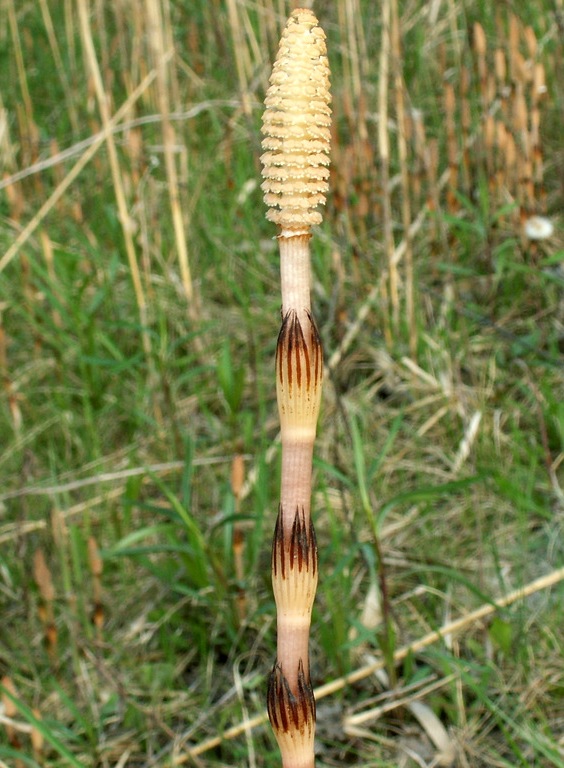 praslička roľná Equisetum arvense L.