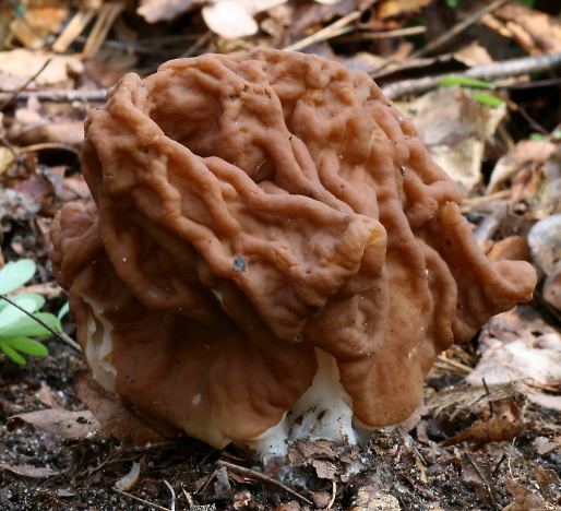 ušiak obrovský Gyromitra gigas (Krombh.) Cooke