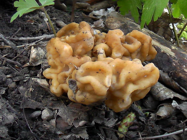 ušiak obrovský Gyromitra gigas (Krombh.) Cooke