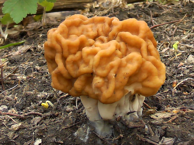 ušiak obrovský Gyromitra gigas (Krombh.) Cooke