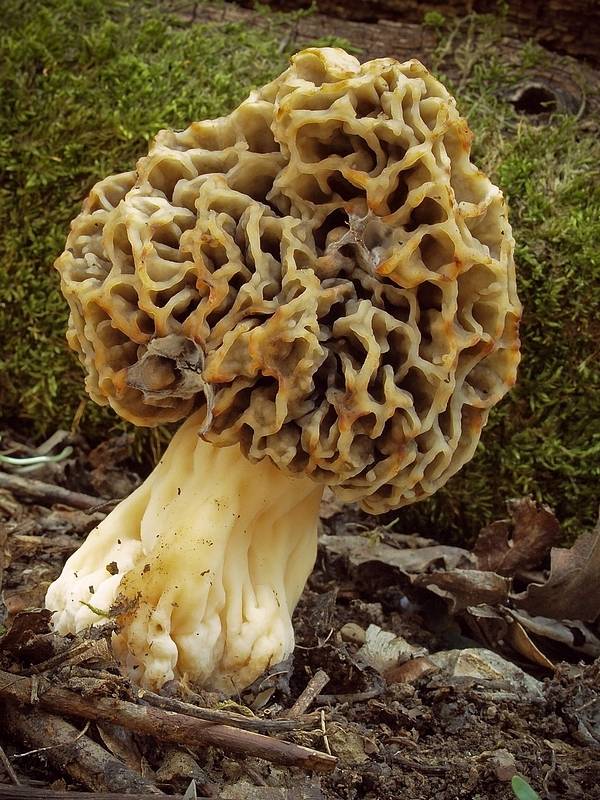 smrčok jedlý Morchella esculenta (L.) Pers.