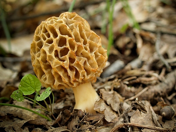 smrčok jedlý Morchella esculenta (L.) Pers.