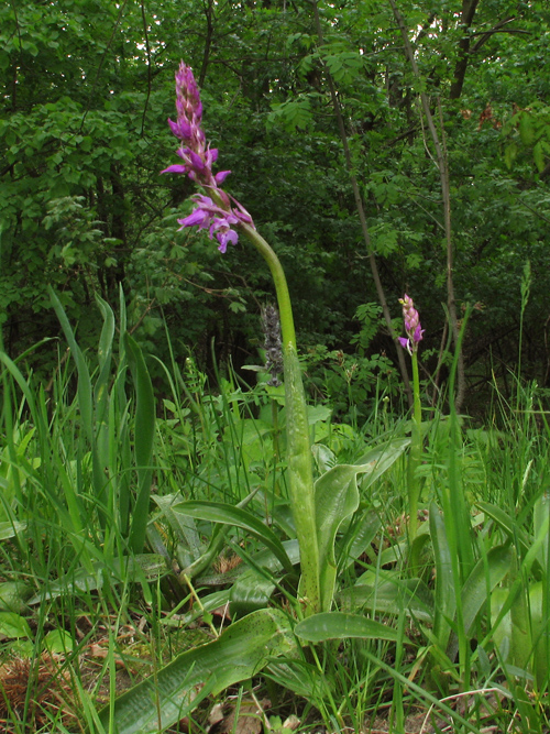 vstavač mužský poznačený Orchis mascula subsp. signifera (Vest) Soó