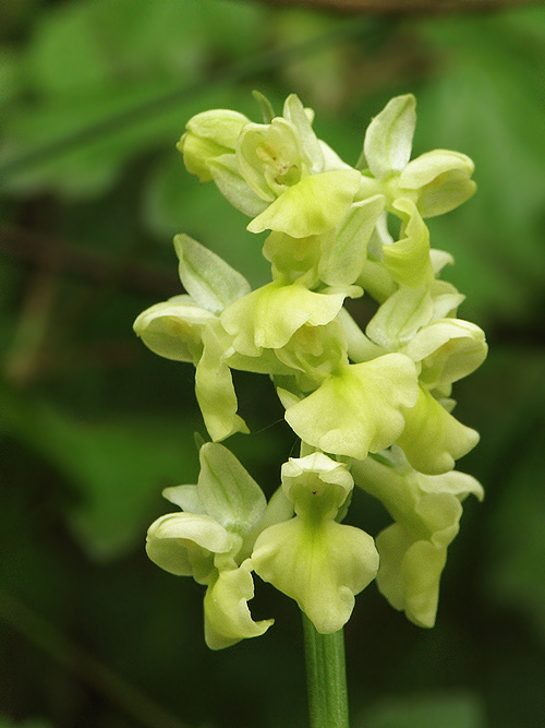 vstavač bledý Orchis pallens L.