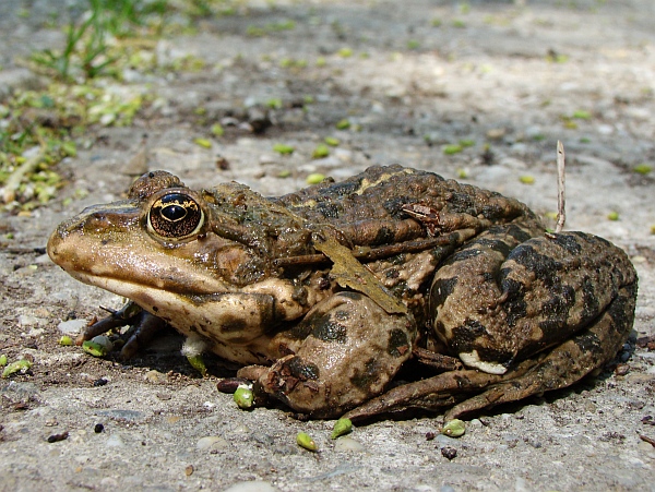 skokan rapotavý Pelophylax ridibundus