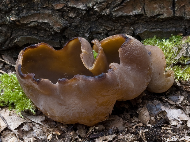 čiaška Peziza sp.