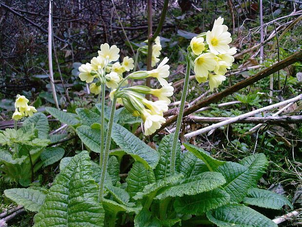 prvosienka jarná Primula veris L.