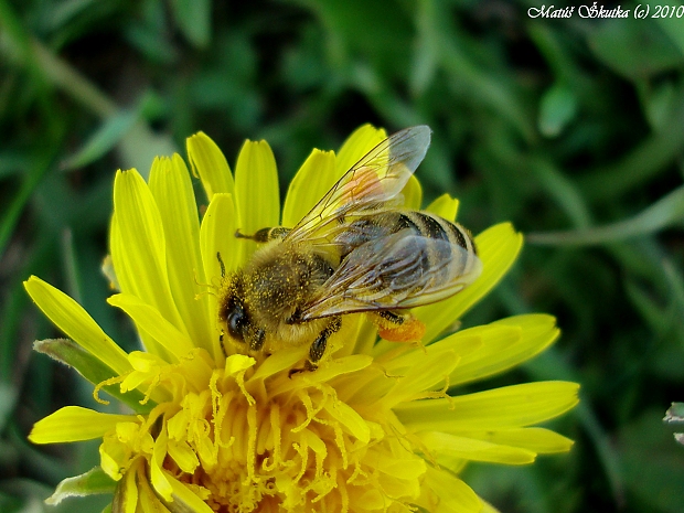 včela medonosná Apis mellifera