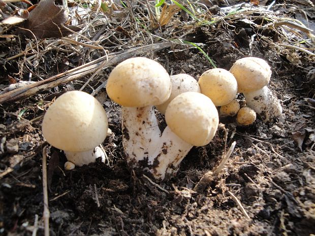 čírovnica májová Calocybe gambosa (Fr.) Donk