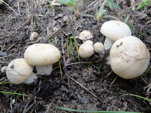 čírovnica májová Calocybe gambosa (Fr.) Donk