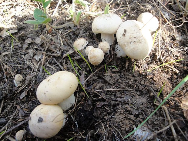 čírovnica májová Calocybe gambosa (Fr.) Donk